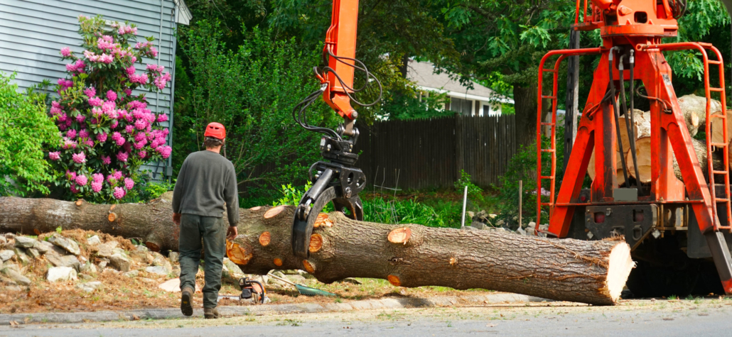 Service d'abattage d'arbre pour les entreprises