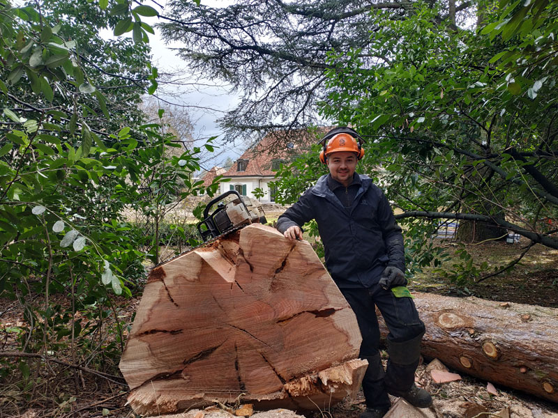 Abattage d'arbre dangereux en Suisse romande, Genève et Vaud
