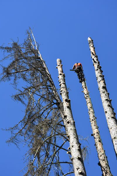 Taille élagage et abattage d'arbres en suisse