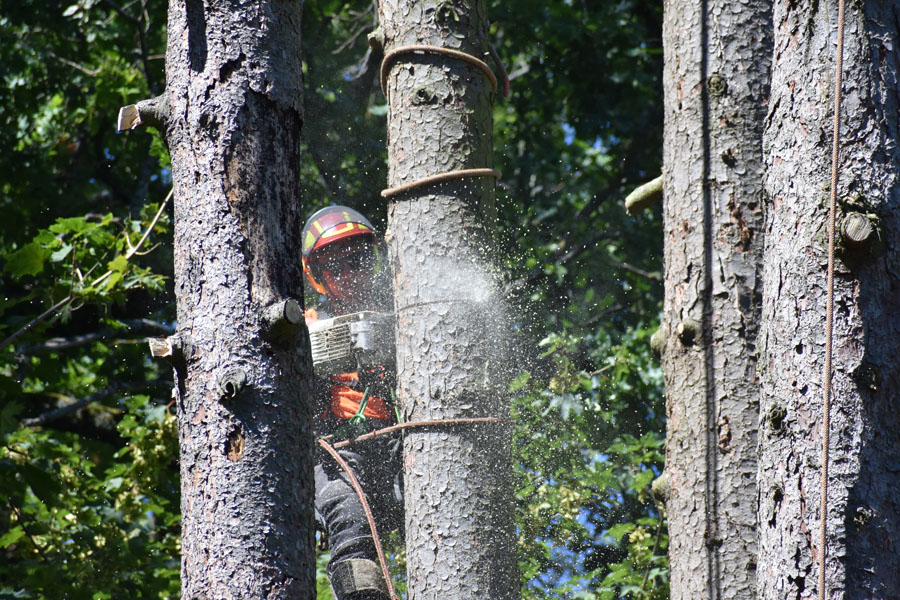 Mercier, entreprise de taille, élagage et abattage d'arbres en suisse