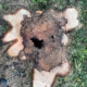 Abattage érable pourpre attaqué par champignons