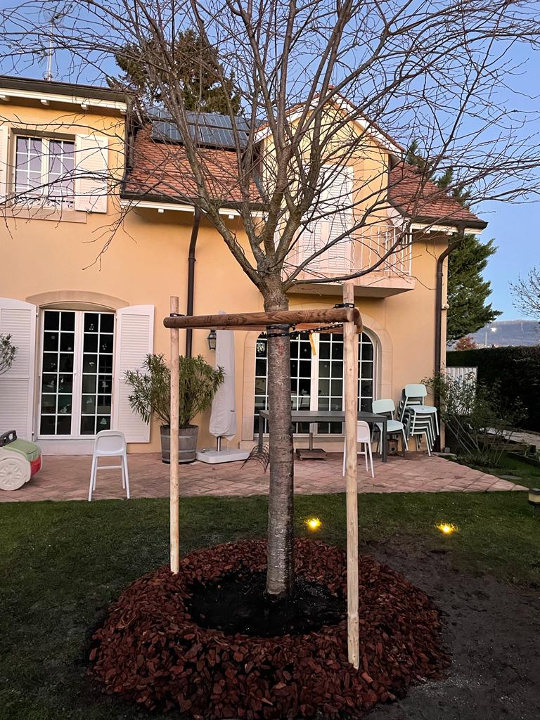 Plantation d'un cerisier chez un particulier par Mercier Arboristes grimpeurs
