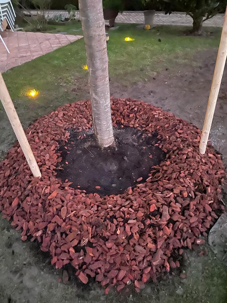 Plantation d'un cerisier chez un particulier par Mercier Arboristes grimpeurs