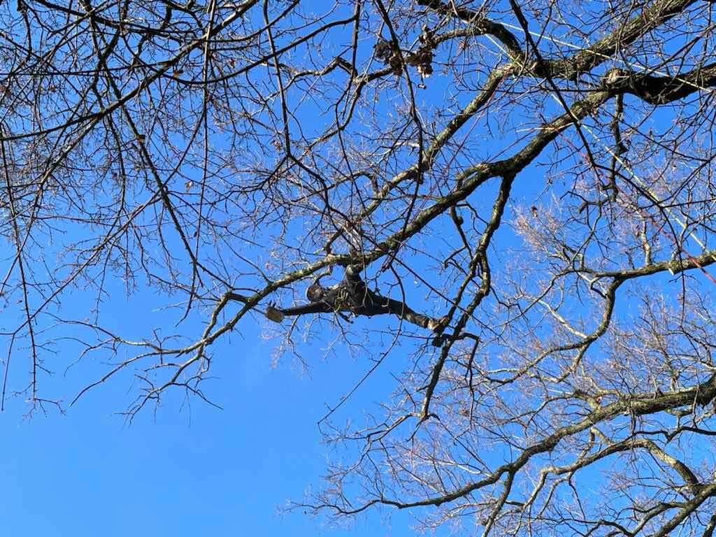 Suppression de bois mort à Hermance