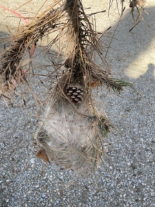 Nids de chenilles processionnaires sur un arbre