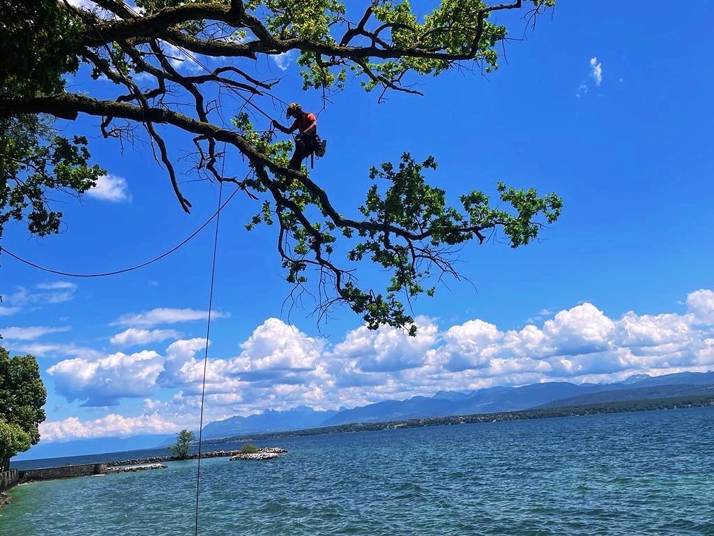 taille d'un chêne en bordure de lac à Nyon, Suisse