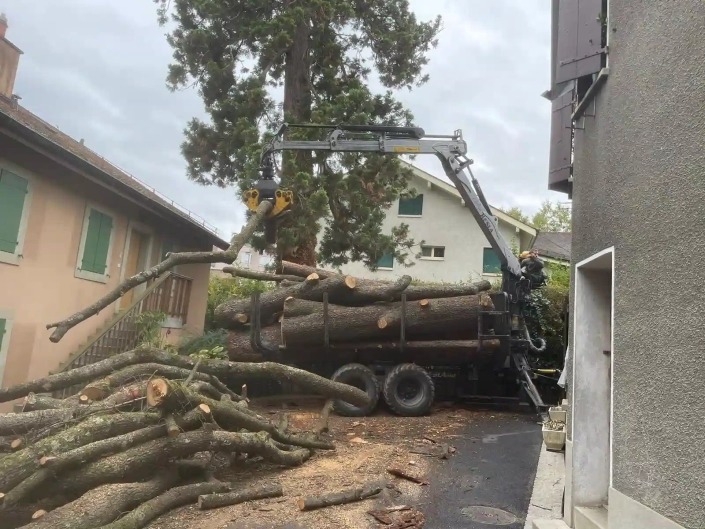 Fin de chantier, dépôt des branches du cèdre sur le sol