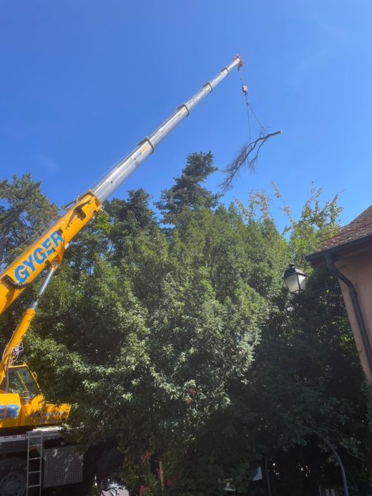 Démontage technique d’un cèdre de 150 ans à Lancy à laide d'une grue