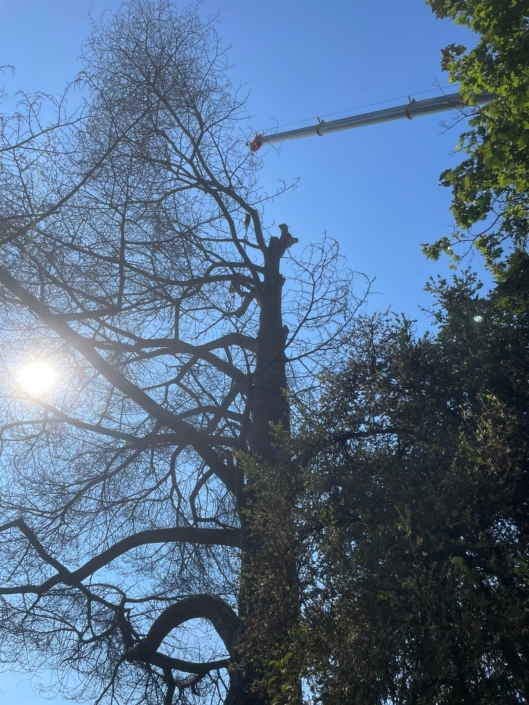 Démontage technique d’un cèdre de 150 ans à Lancy à laide d'une grue