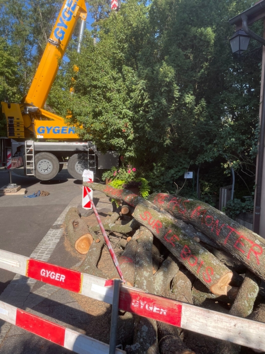 Démontage technique d’un cèdre de 150 ans à Lancy par grue