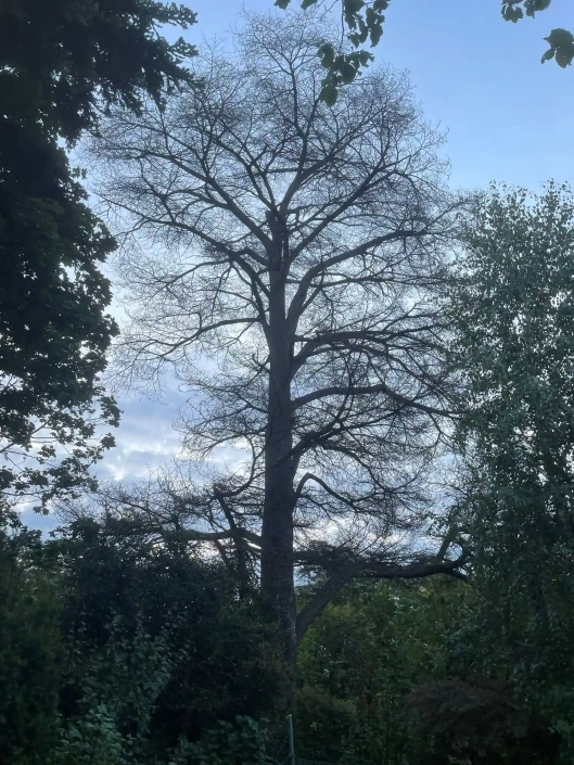 Cèdre avant démontage à Lancy