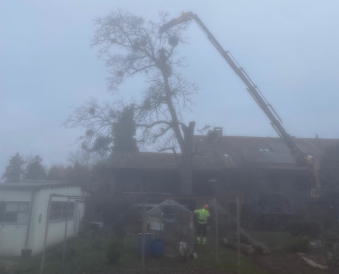 Démontage Acacia Vernier