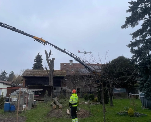 Démontage Acacia Vernier